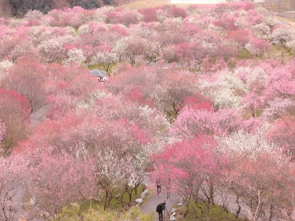 10 địa điểm ngắm hoa nổi tiếng ở Nhật Bản nhất định phải ghé thăm - Ảnh 6.