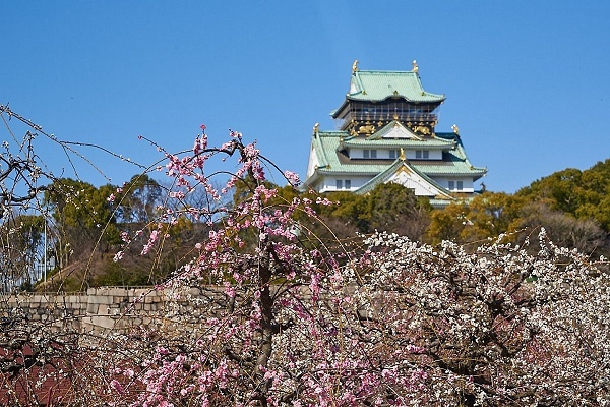 10 địa điểm ngắm hoa nổi tiếng ở Nhật Bản nhất định phải ghé thăm - Ảnh 7.