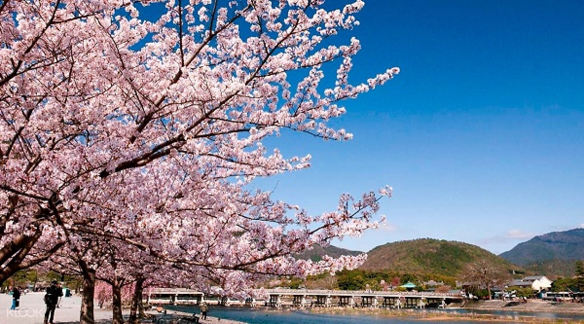 10 địa điểm ngắm hoa nổi tiếng ở Nhật Bản nhất định phải ghé thăm - Ảnh 8.