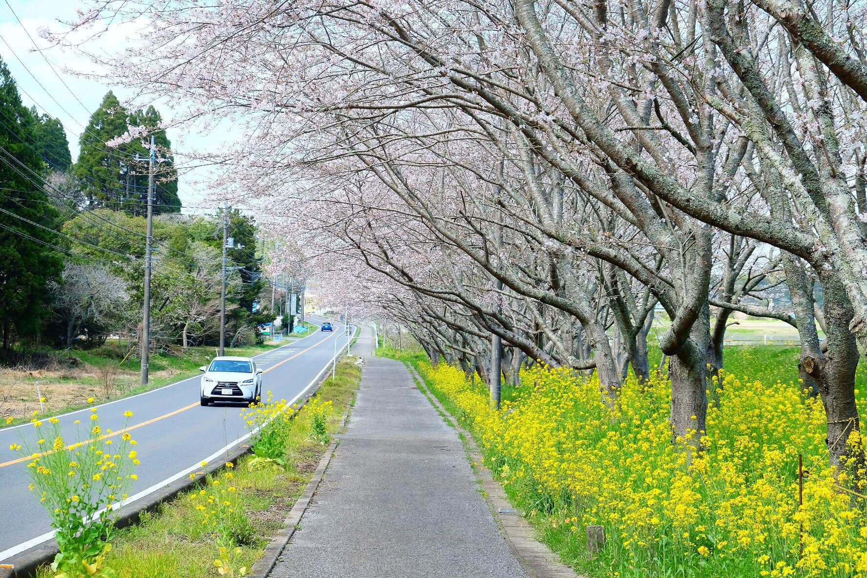 Biển hoa cải vàng rực rỡ ở Nhật Bản - Ảnh 7.