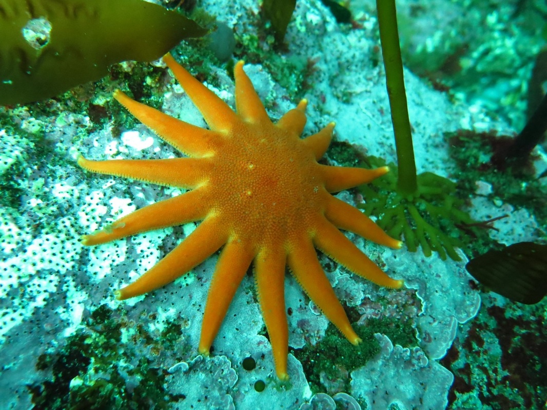 7 loài sao biển đẹp trên thế giới - Ảnh 2.