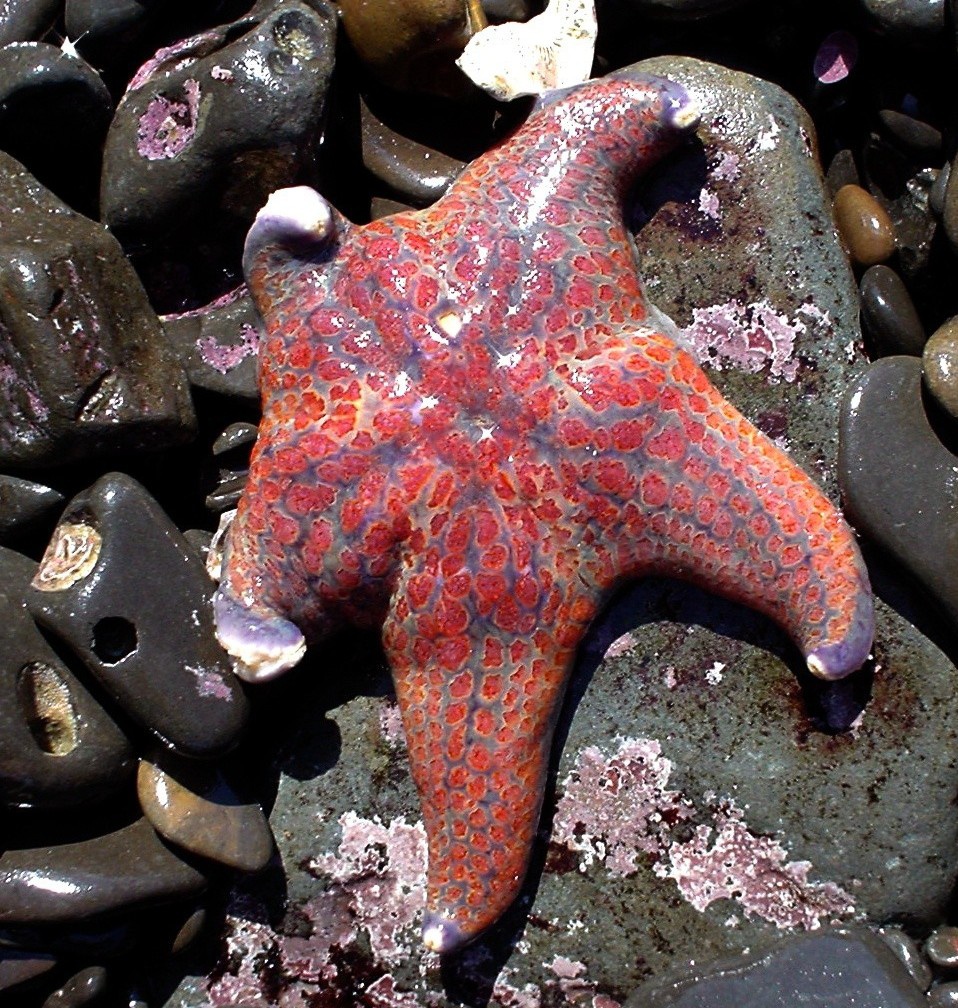 7 loài sao biển đẹp trên thế giới - Ảnh 1.