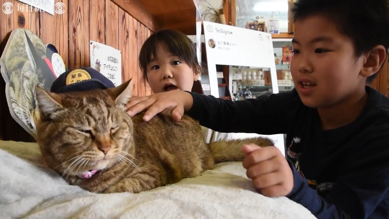 Chú mèo kỷ niệm 3 năm nhậm chức trưởng ga ở Nhật Bản - Ảnh 2.