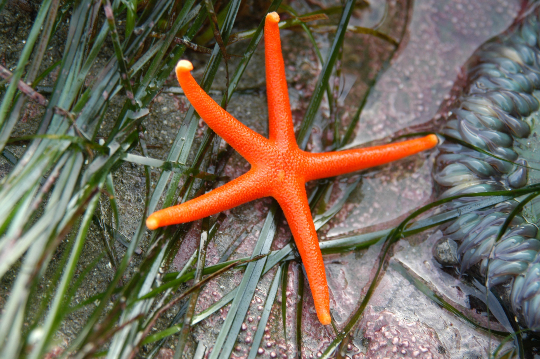 7 loài sao biển đẹp trên thế giới - Ảnh 7.