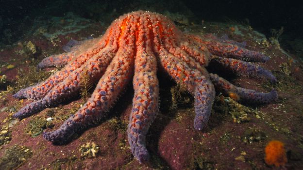 7 loài sao biển đẹp trên thế giới - Ảnh 3.