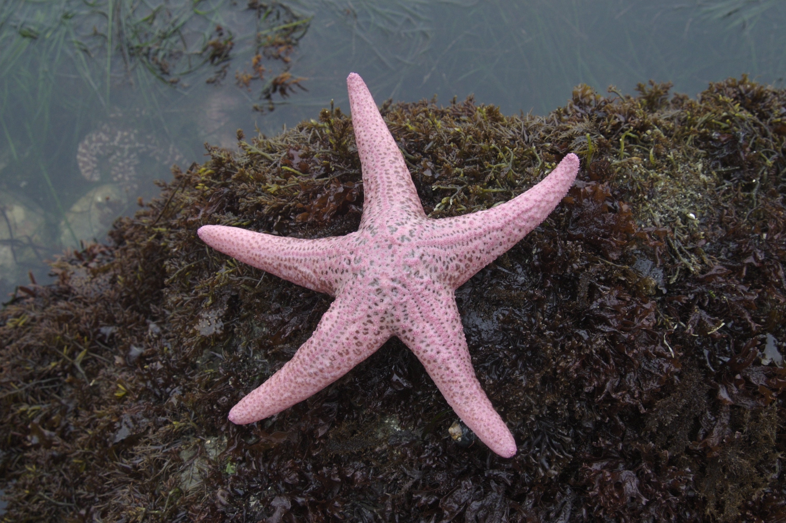 7 loài sao biển đẹp trên thế giới - Ảnh 4.