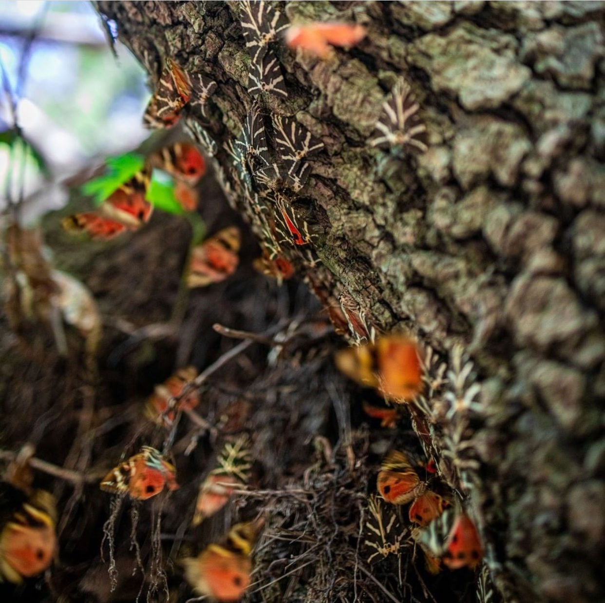 Sửng sốt vẻ đẹp 'siêu thực' của thung lũng bươm bướm ở Hy Lạp - Ảnh 3.