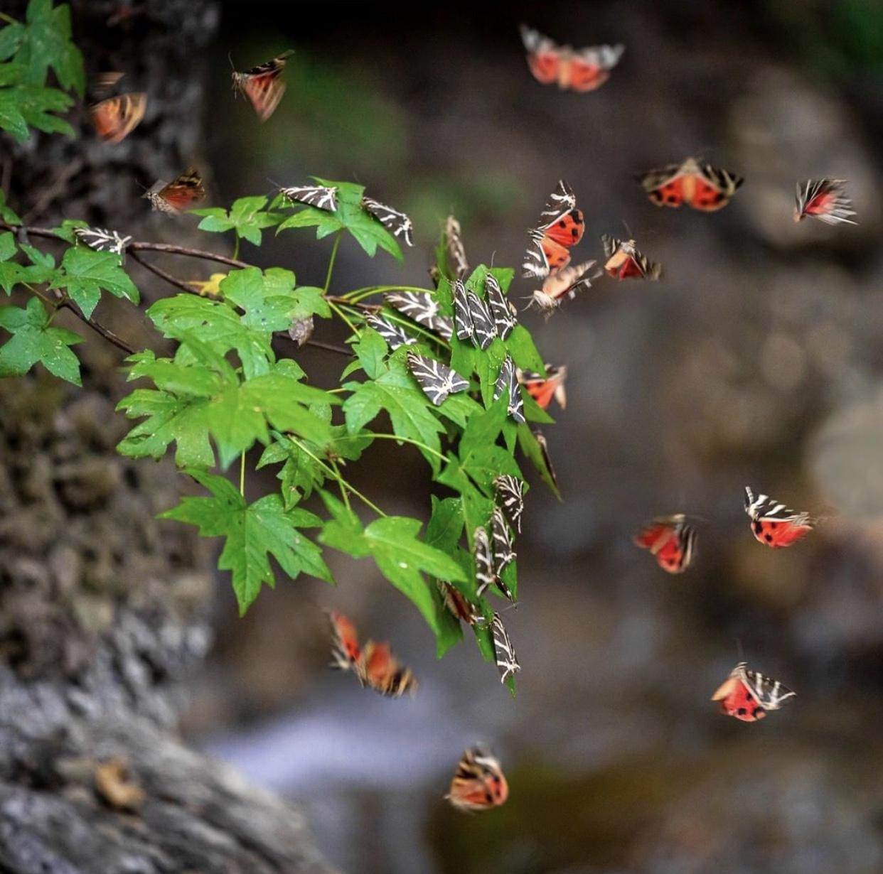 Sửng sốt vẻ đẹp 'siêu thực' của thung lũng bươm bướm ở Hy Lạp - Ảnh 4.
