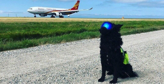 Chó xâm nhập sân bay Cam Ranh, máy bay phải bay vòng chờ hạ cánh - Ảnh 1.