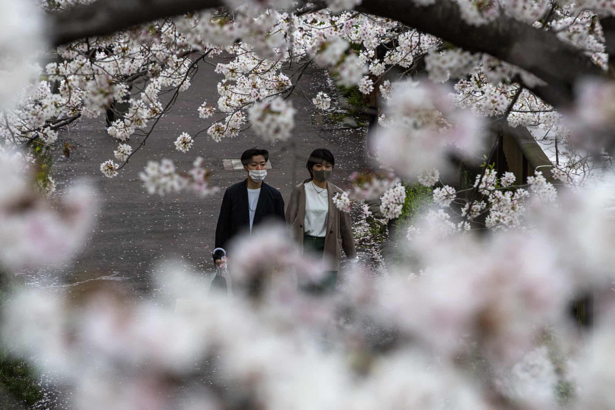 Hoa anh đào nở rộ khắp Nhật Bản - Ảnh 7.