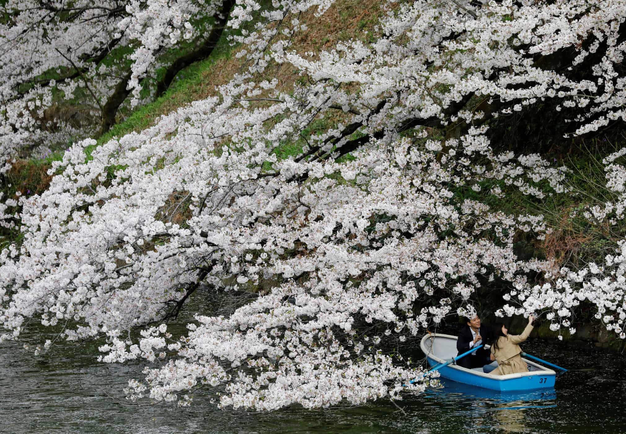 Hoa anh đào nở rộ khắp Nhật Bản - Ảnh 2.