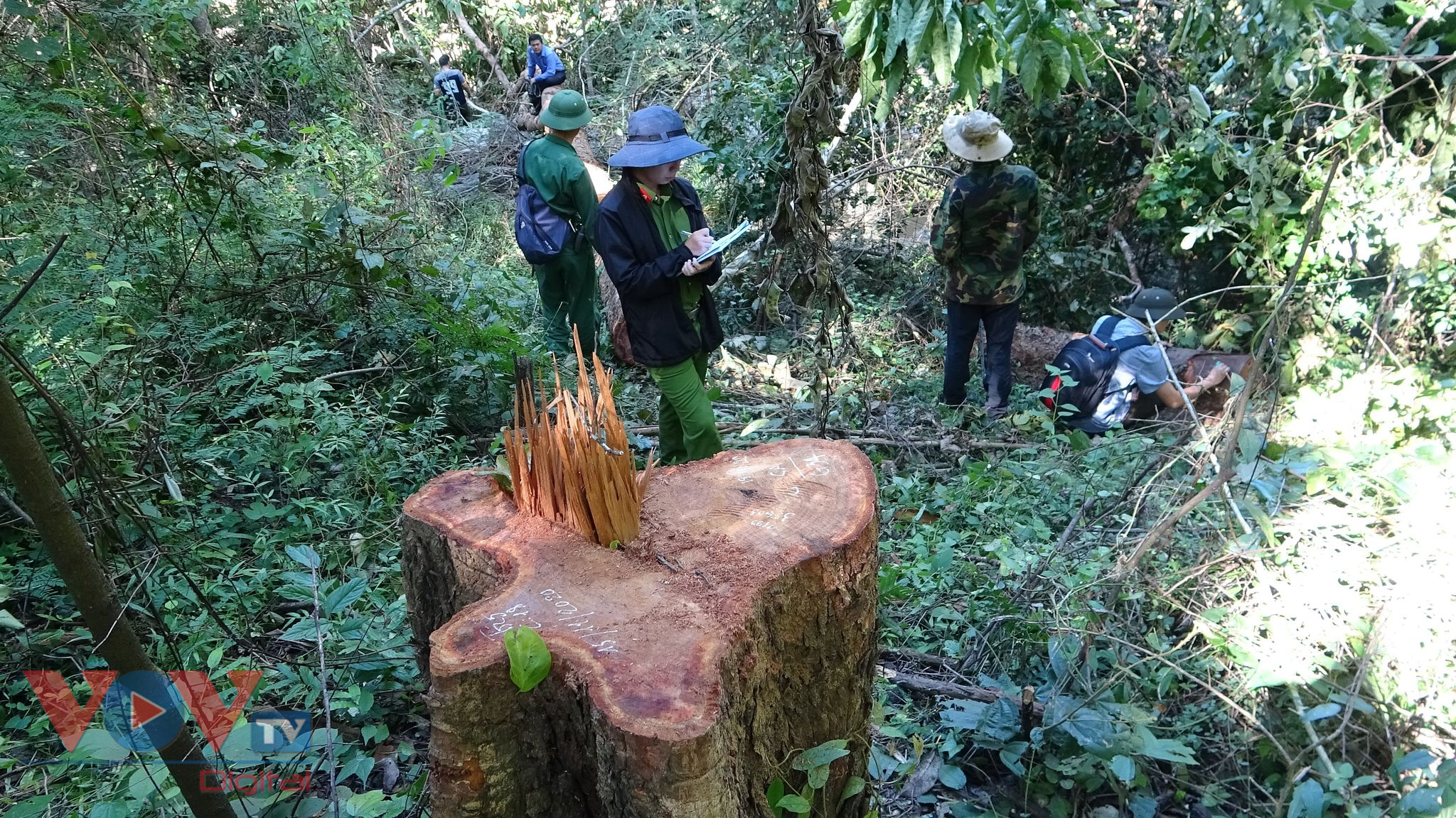 Hiện trường vụ khai thác gỗ trái phép quy mô lớn tại Khu bảo tồn thiên nhiên Ea Sôr.jpg