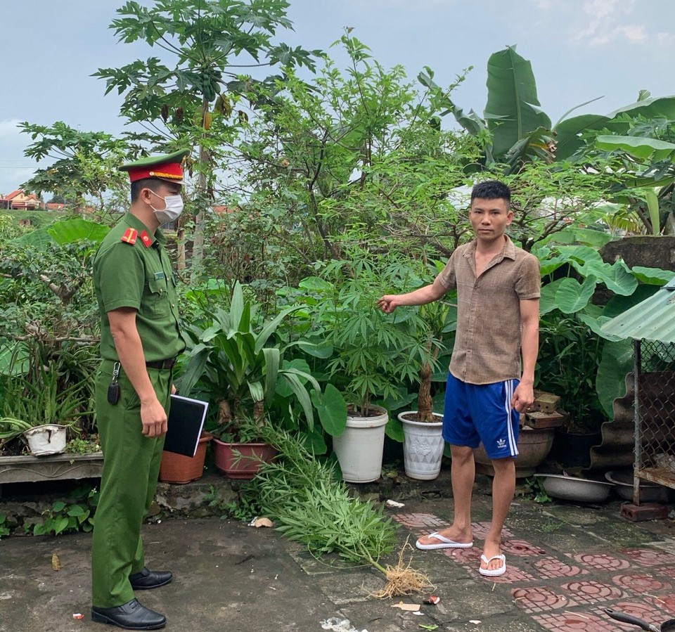 Quảng Ninh: Phát hiện đối tượng trồng cần sa tại nhà  - Ảnh 1.