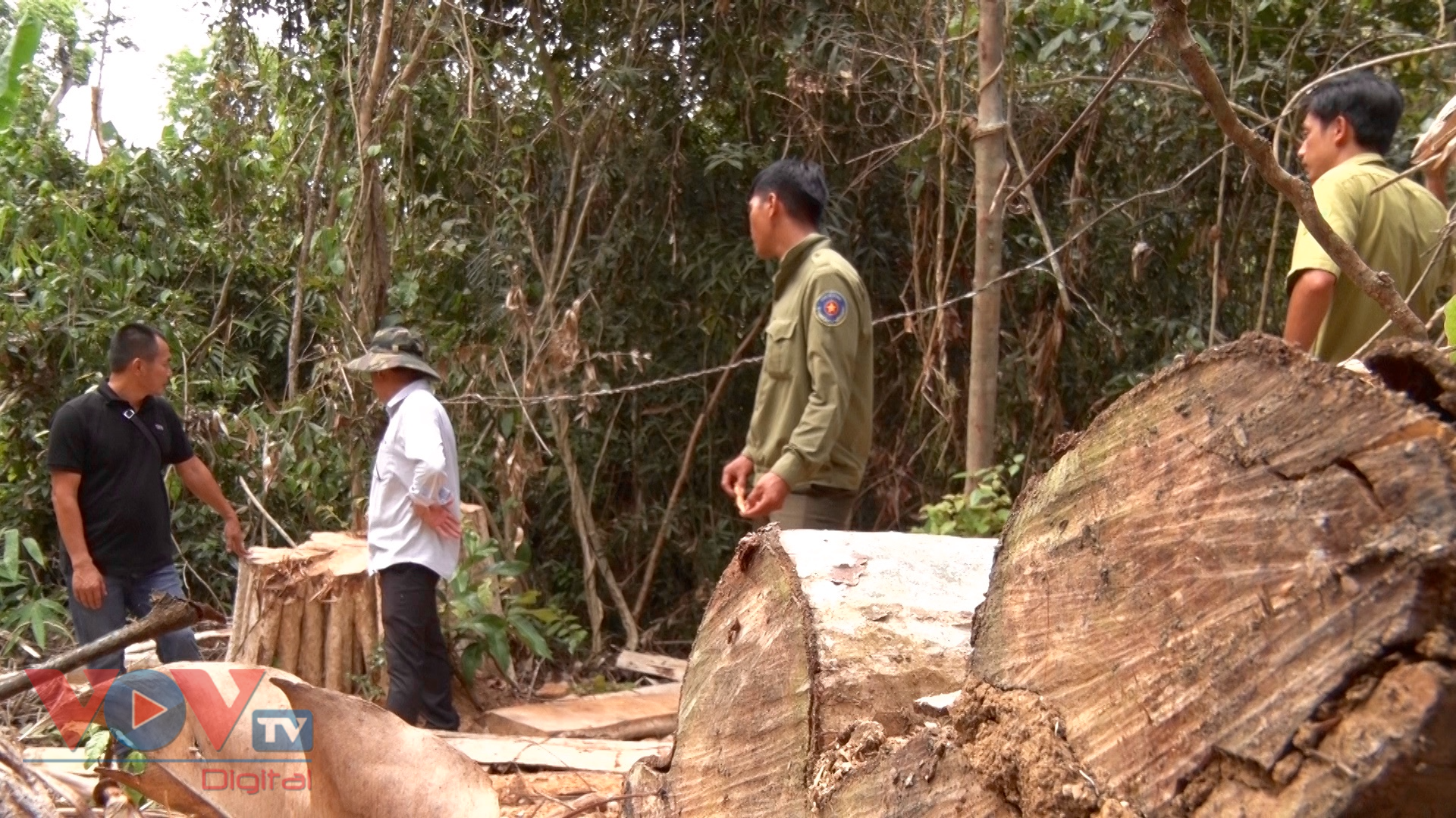 Trong vụ việc này, sau khi nhận được tin báo của quần chúng nhân dân, đoàn liên ngành gồm chủ rừng là Ban quản lý rừng Nam Sông Ba, kiểm lâm, công an huyện Krông Pa tiến hành kiểm tra thì lâm tặc cùng máy móc, phương tiện đã kịp rút ra khỏi rừng