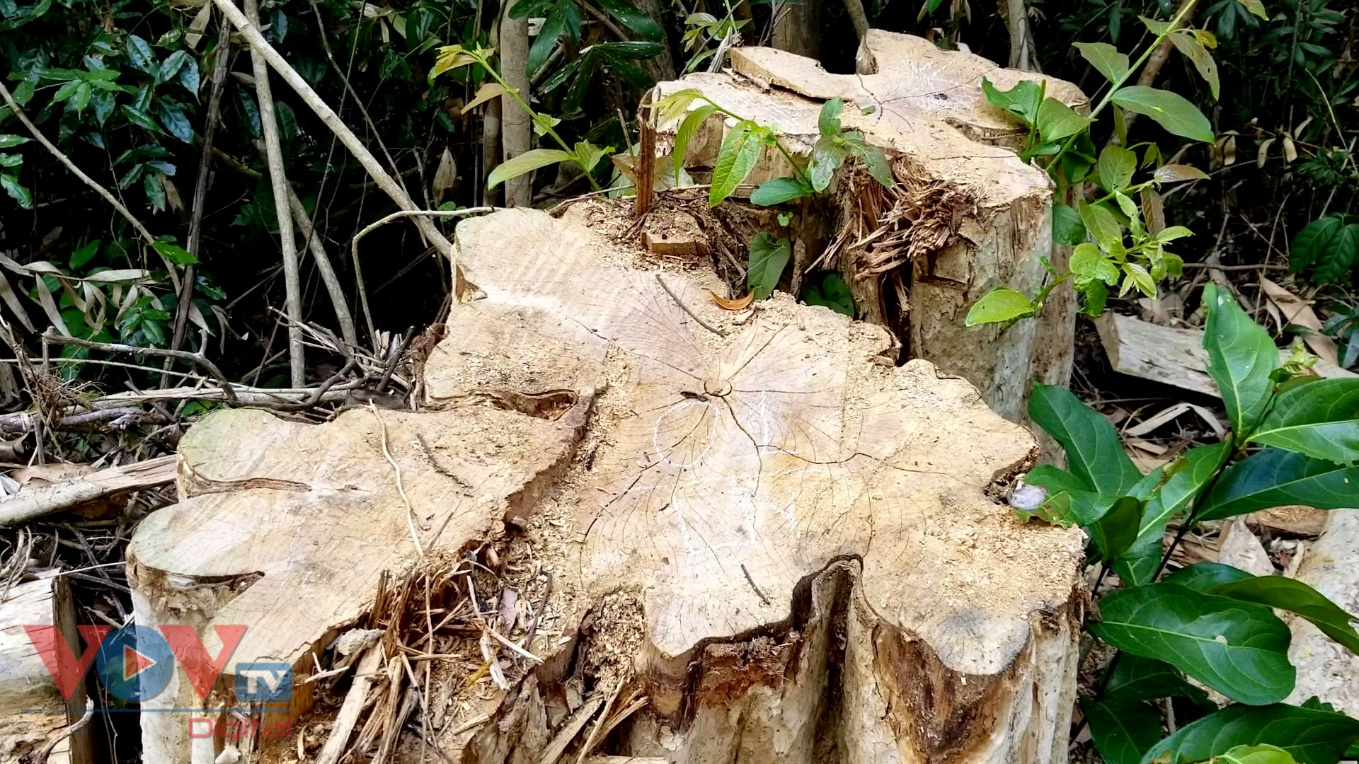Thực tế, trong 3 tháng đầu năm 2021, cơ quan kiểm lâm tỉnh Gia Lai ghi nhận 96 vụ khai thác gỗ trái phép. Như vậy, trung bình mỗi ngày, Gia Lai phát hiện ít nhất 1 vụ