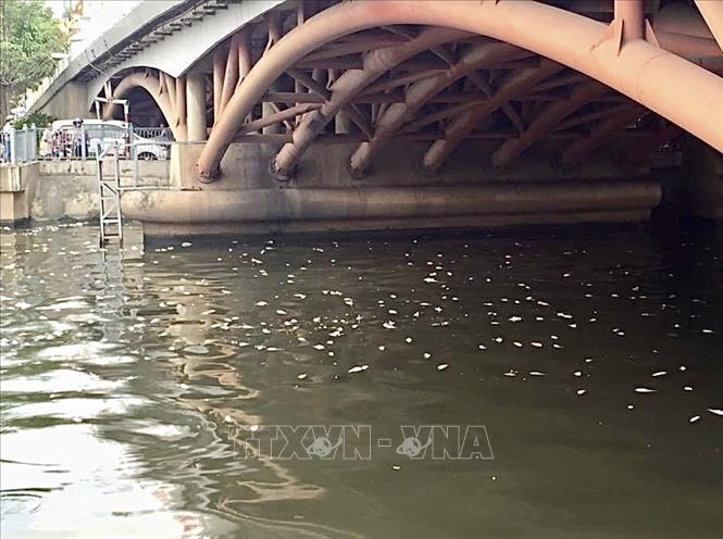 Cá chết hàng loạt trên kênh Nhiêu Lộc sau trận mưa trái mùa - Ảnh 2.