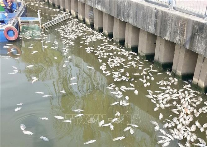 Cá chết hàng loạt trên kênh Nhiêu Lộc sau trận mưa trái mùa - Ảnh 3.