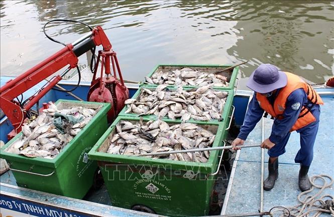 Cá chết hàng loạt trên kênh Nhiêu Lộc sau trận mưa trái mùa - Ảnh 4.
