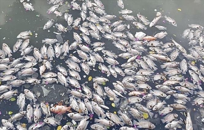 Cá chết hàng loạt trên kênh Nhiêu Lộc sau trận mưa trái mùa - Ảnh 1.