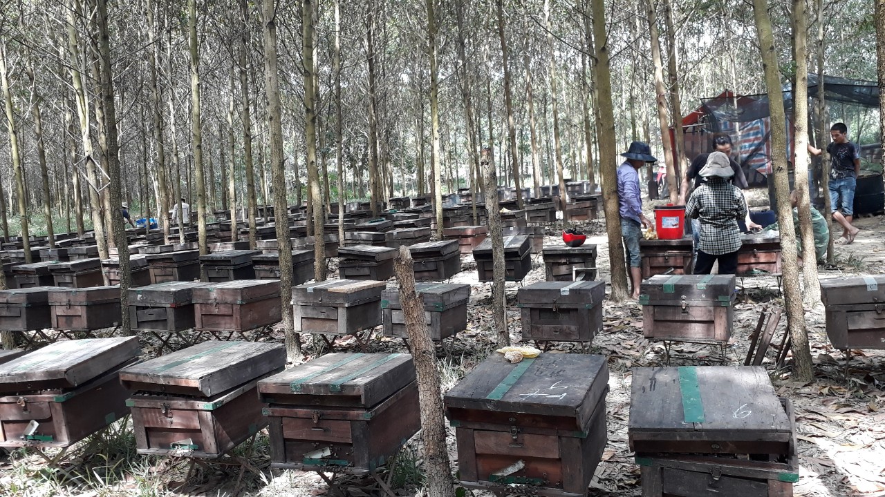 Mô hình trồng cây lâm nghiệp kết hợp nuôi ong mật tại xã An Bình.jpg