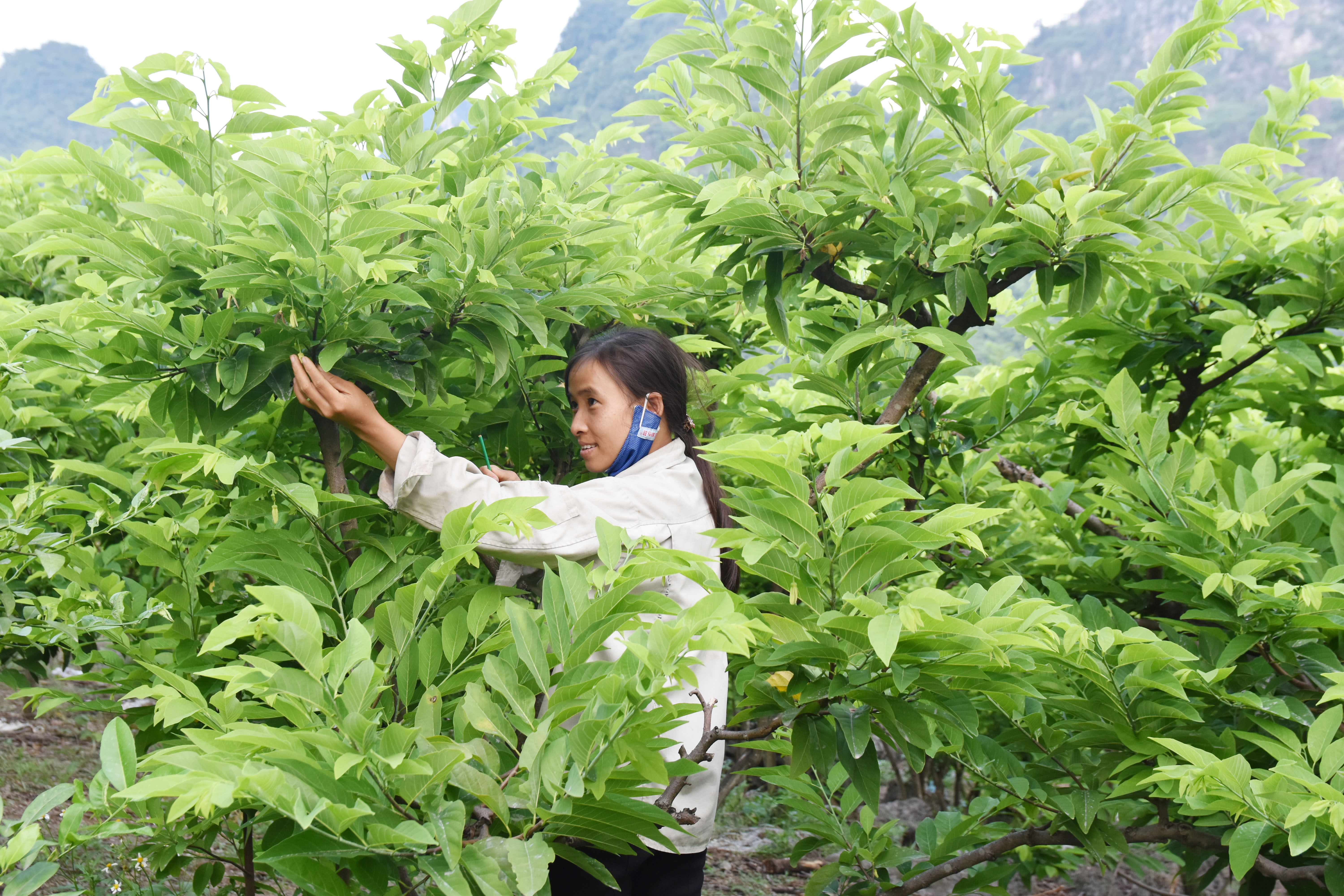 Thụ phấn cho Na tại vùng trồng Na xã Đồng Tâm, huyện Lạc Thủy.JPG