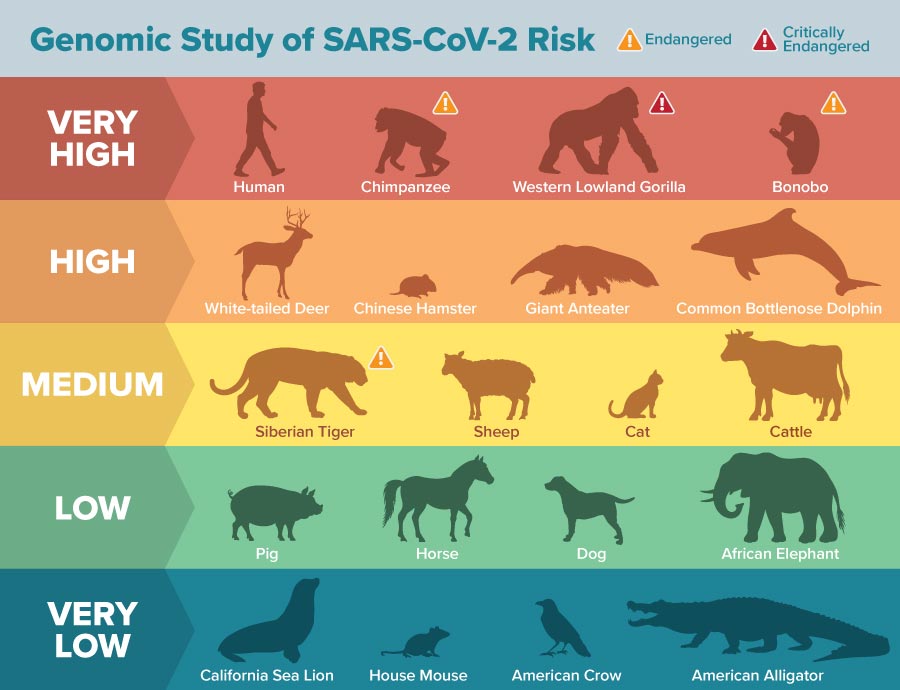 WHO xác nhận khả năng lây nhiễm virus SARS-CoV-2 từ người sang động vật - Ảnh 1.