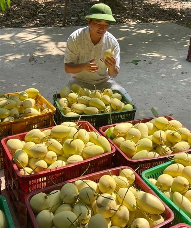 Giá xoài Việt thấp chưa từng có, có loại rẻ hơn rau - Ảnh 3.