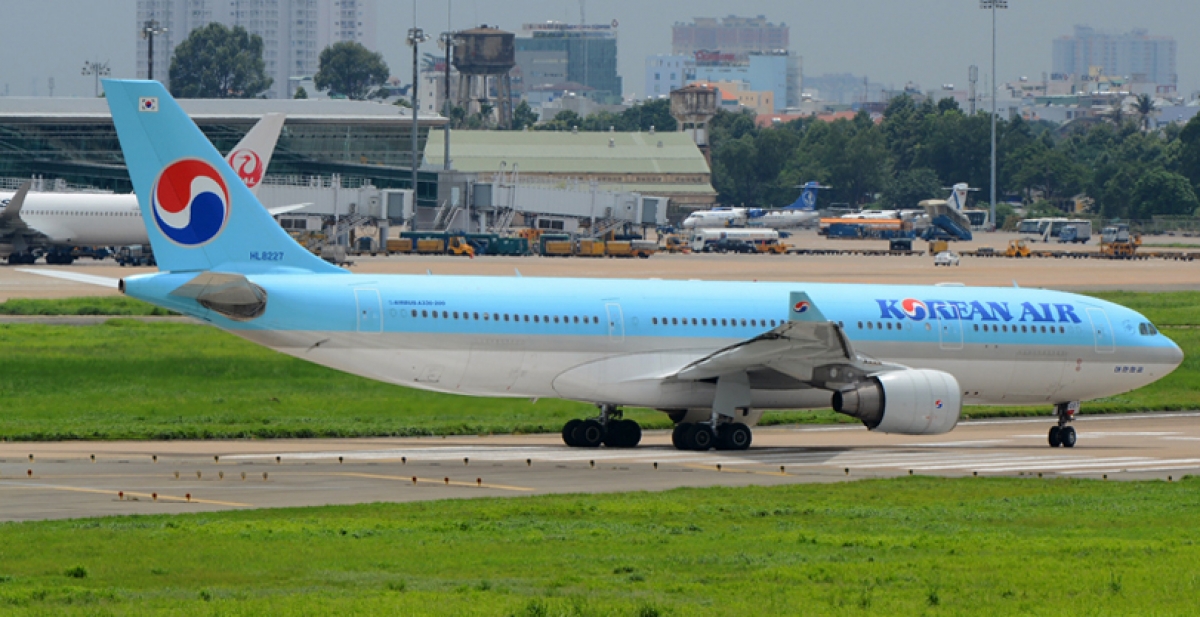 Máy bay không thể cất cánh vì đàn chim én 'tung tăng' ở sân bay Tân Sơn Nhất - Ảnh 1.