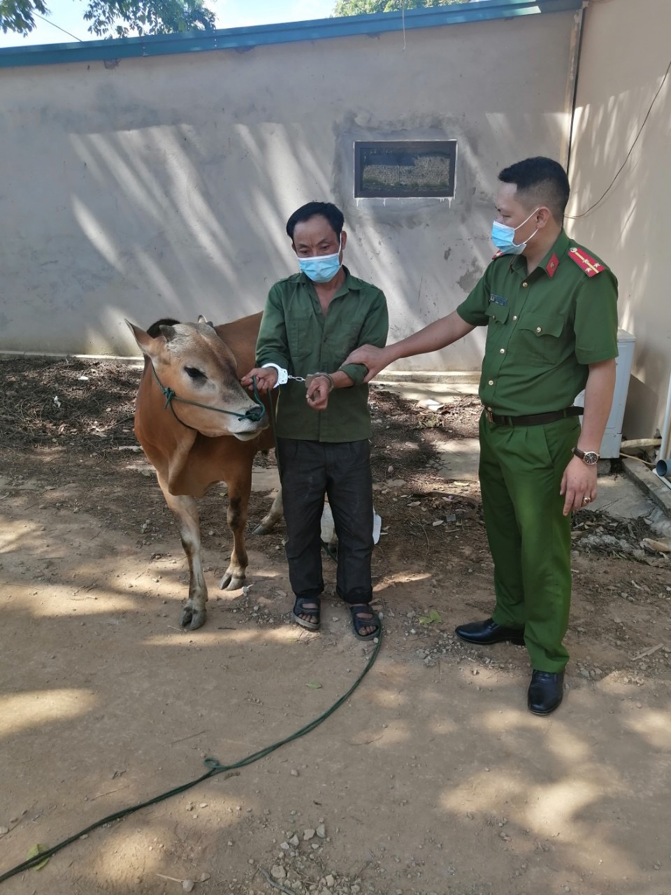 Bắt đối tượng trộm cắp bò trong ngày bầu cử ở Sơn La - Ảnh 1.
