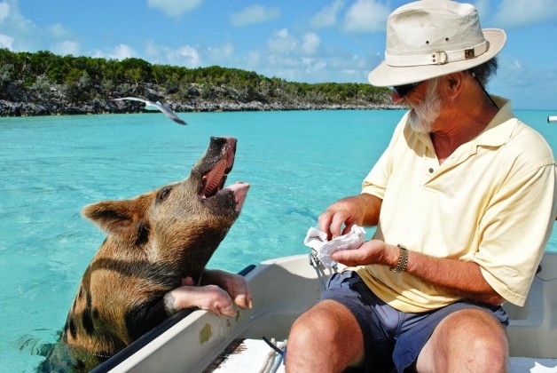 Thú vị hòn đảo có lợn biết bơi, giỏi xin ăn du khách - Ảnh 9.
