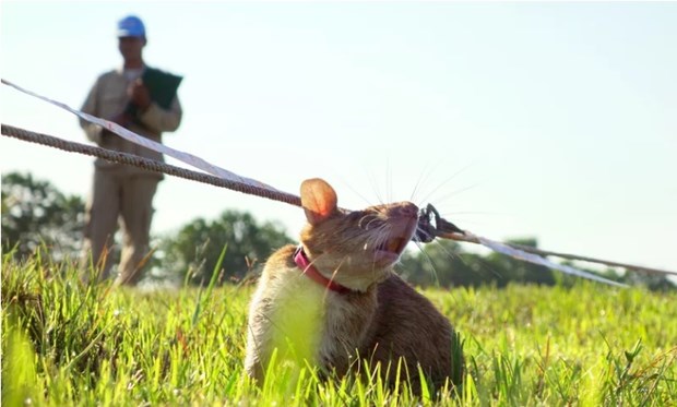 Campuchia huấn luyện thế hệ chuột mới để rà phá bom mìn - Ảnh 1.