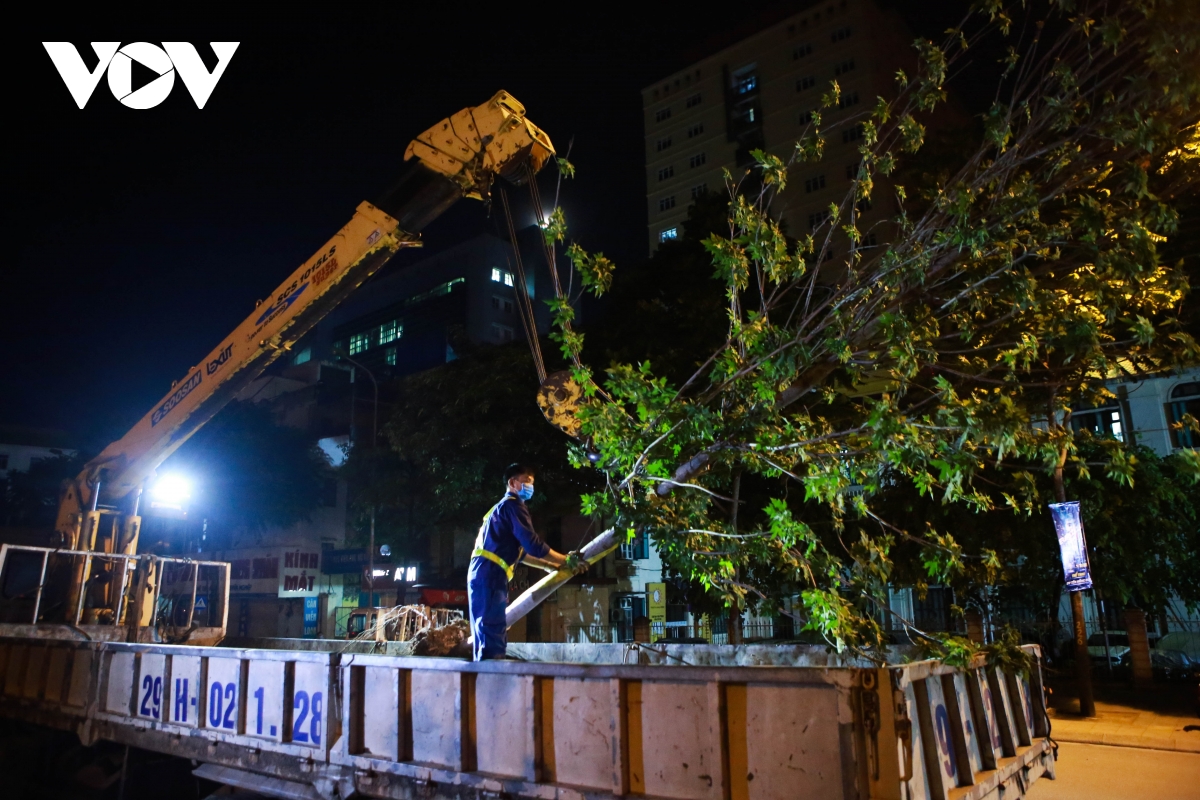 Hà Nội thay thế toàn bộ hàng phong lá đỏ trên phố Nguyễn Chí Thanh - Trần Duy Hưng - Ảnh 1.