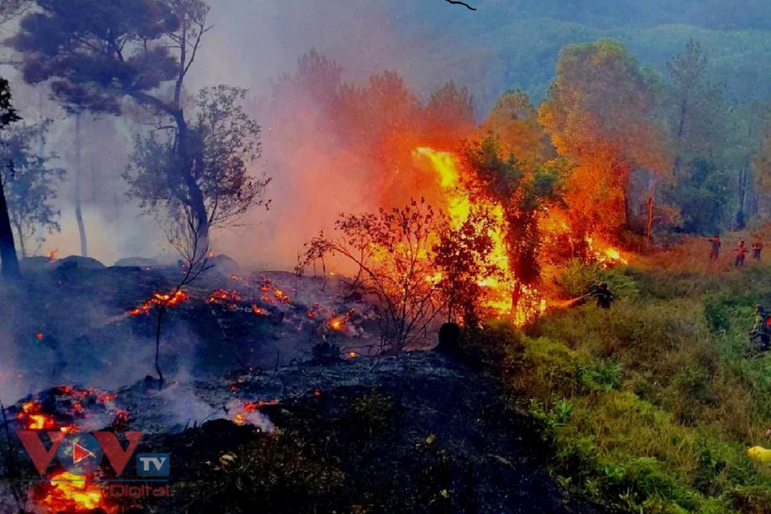 Vụ hỏa hoạn thiêu rụi nhiều diện tích rừng thông phòng hộ.jpg