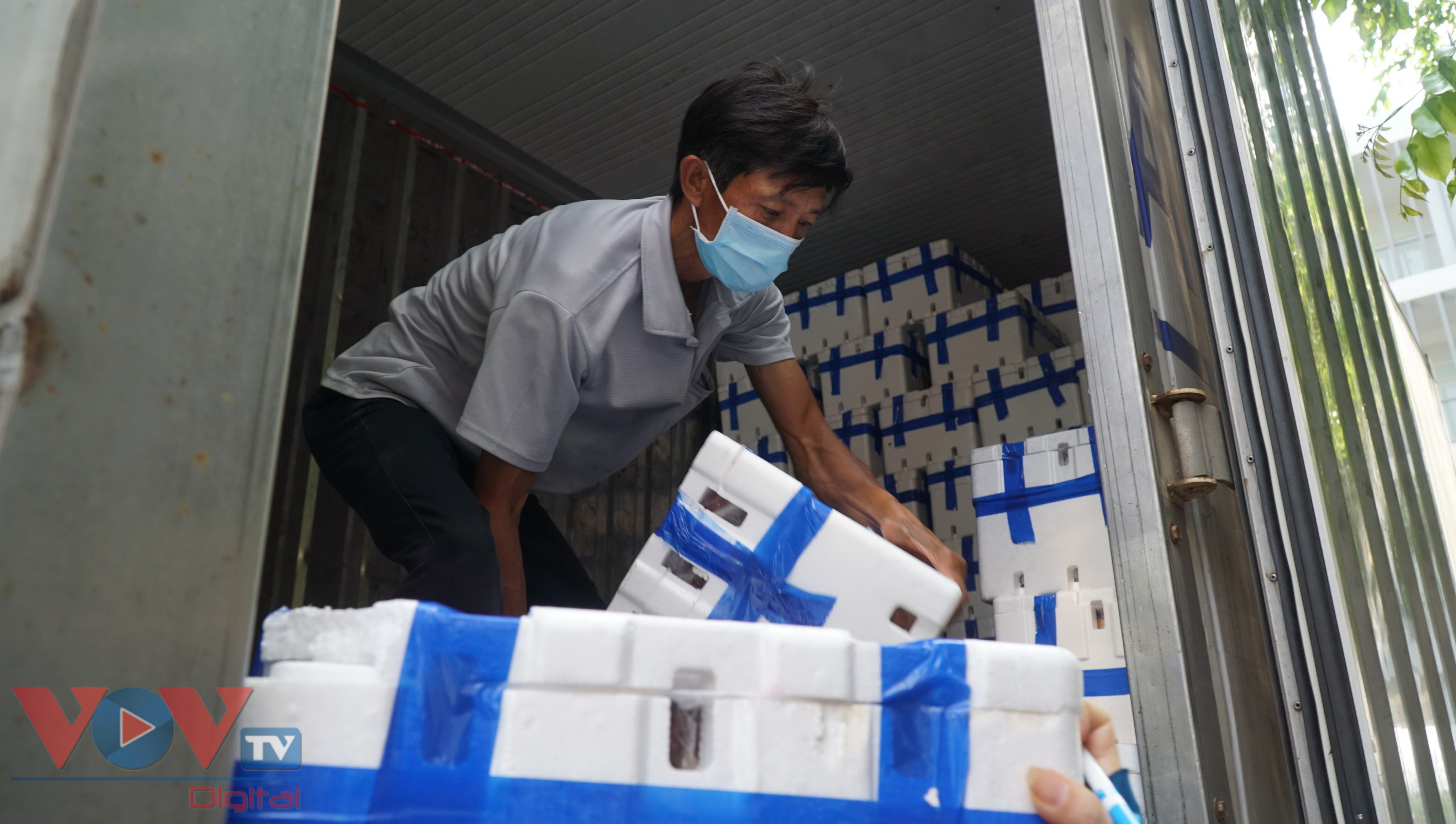 Vải thiều loại 1 đã được xử lý, khử trùng và đóng thùng theo tiêu chuẩn xuất khẩu, được chở bằng xe container từ Bắc Giang chuyển vào TP Đà Nẵng.jpg