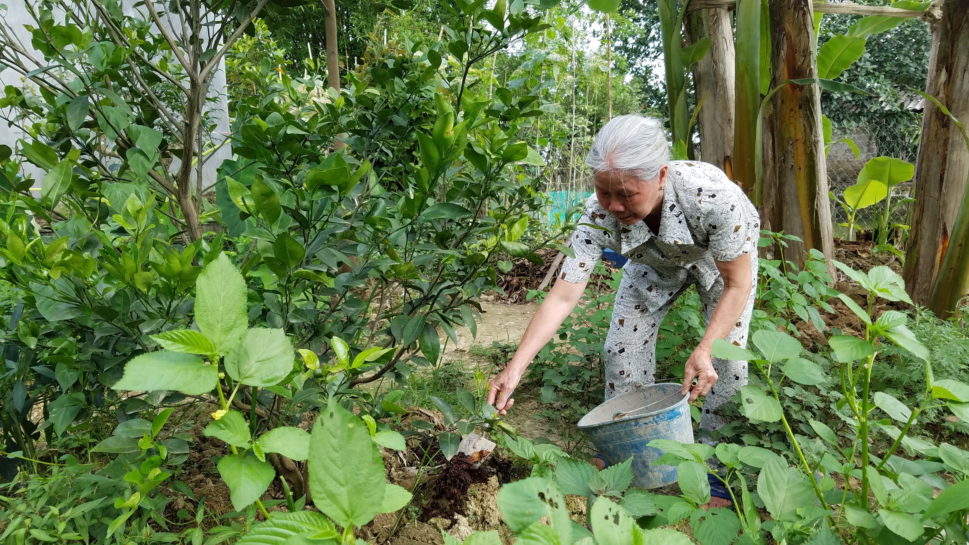 Bà An Thị Lan ở xã Tống Phan, huyện Phù Cừ cũng như nhiều hộ gia đình khu vực nông thôn tỉnh Hưng Yên đã tận dụng, xử lý rác thải hữu cơ làm phân bón cho cây trồng, góp phần bảo vệ môi trường nông thôn.jpg