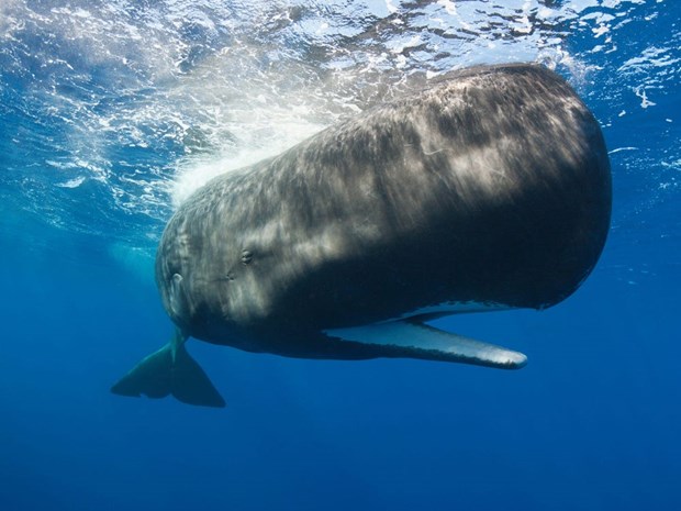 Ngư dân bất ngờ kiếm được 1,5 triệu USD từ bụng một con cá voi - Ảnh 1.