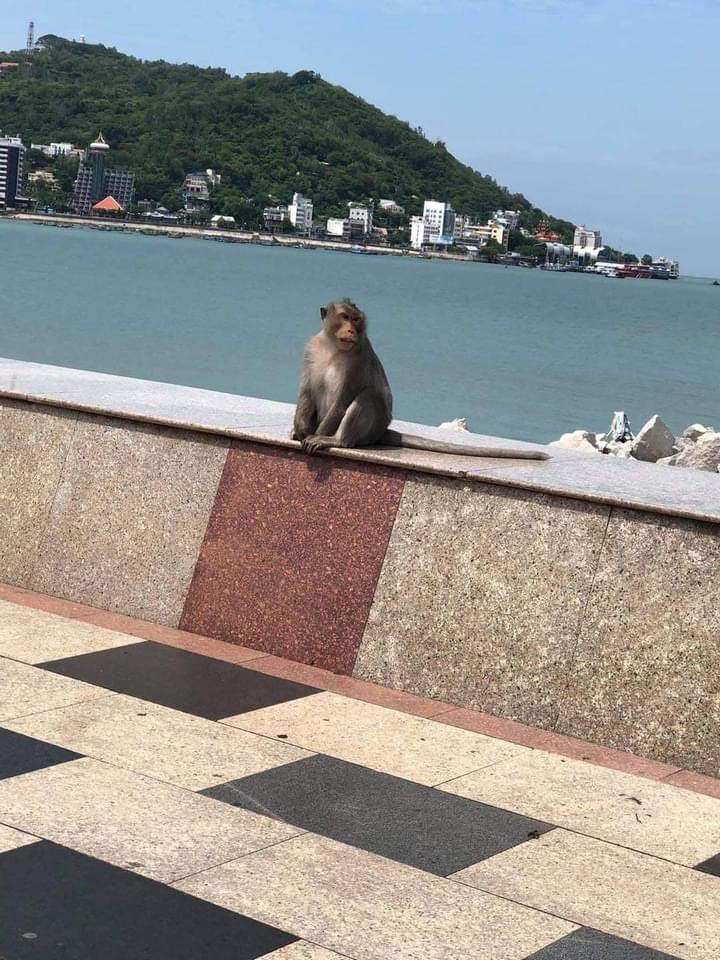 Đàn khỉ xuất hiện trên đường phố Vũng Tàu - Ảnh 1.