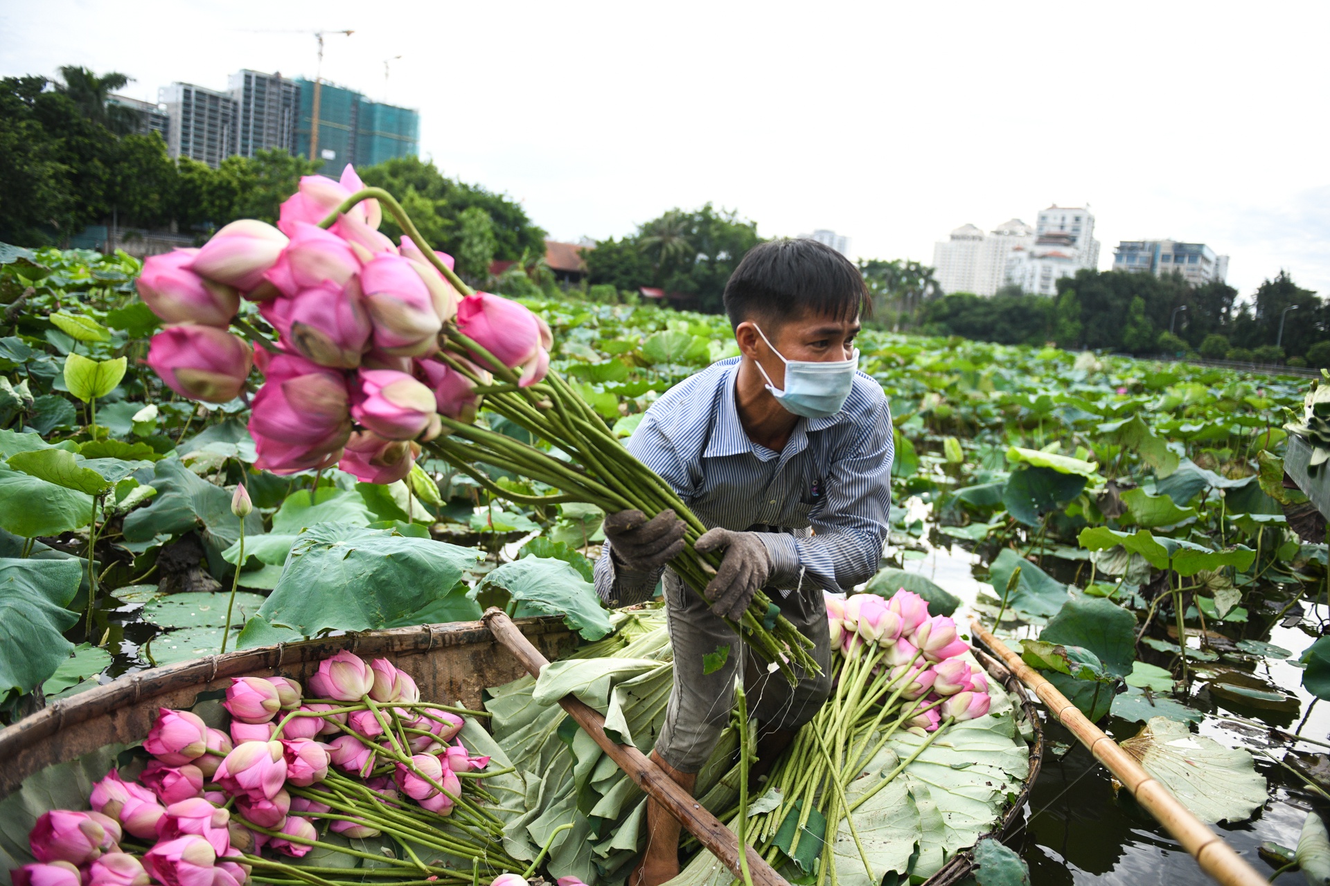 Chủ đầm sen hồ Tây bán hàng nghìn bông mỗi ngày - Ảnh 5.