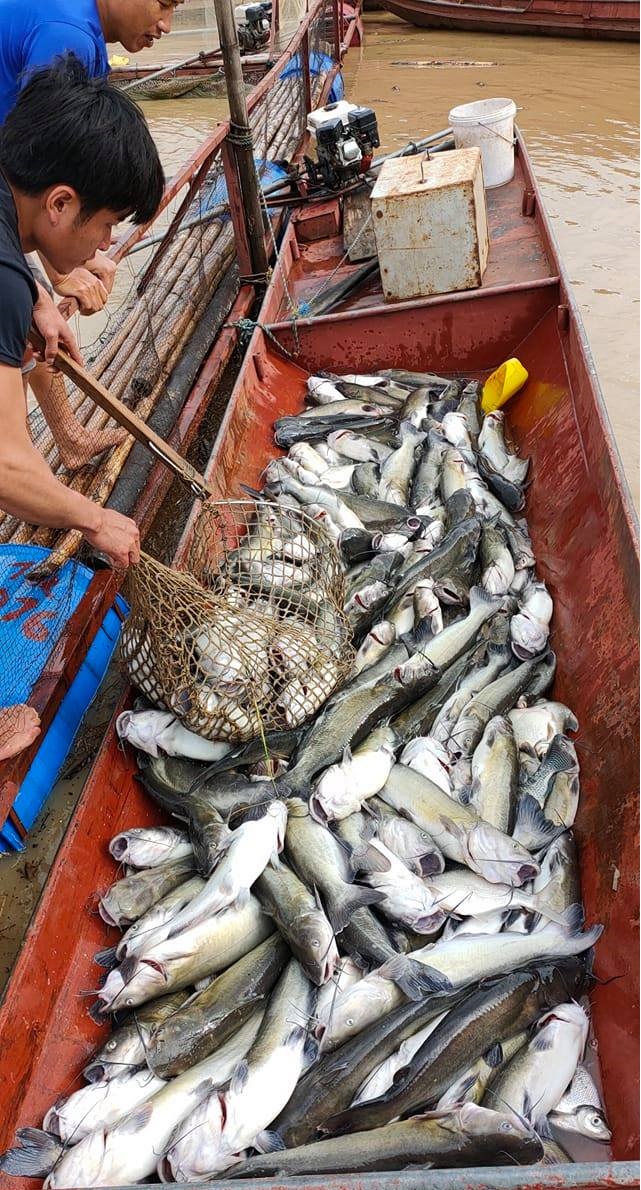 Sơn La: Cá lồng ở Phù Yên chết hàng loạt vì nước sông Đà đục ngầu bùn đất - Ảnh 2.