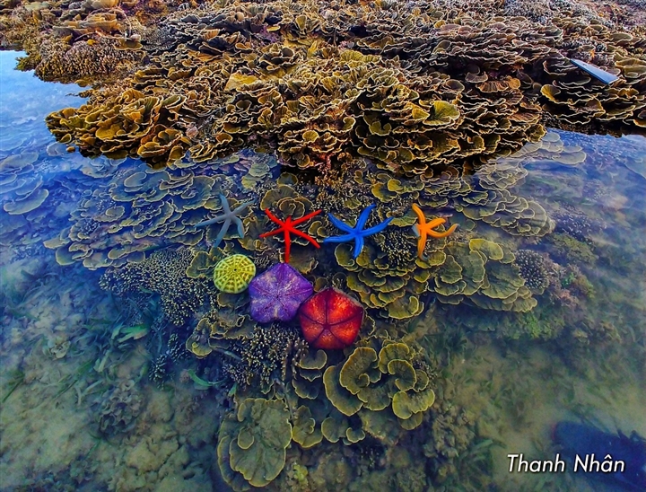 Hòn đảo xinh đẹp ở Phú Yên - nơi thỏa sức ngắm san hô mà không cần lặn biển - Ảnh 2.
