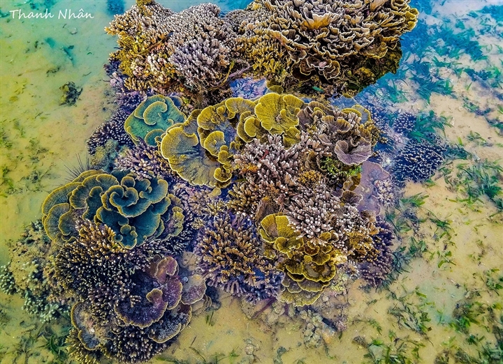 Hòn đảo xinh đẹp ở Phú Yên - nơi thỏa sức ngắm san hô mà không cần lặn biển - Ảnh 3.