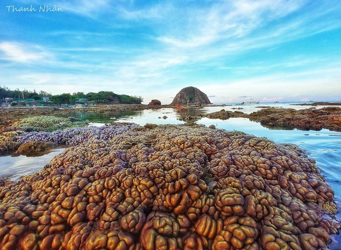 Hòn đảo xinh đẹp ở Phú Yên - nơi thỏa sức ngắm san hô mà không cần lặn biển - Ảnh 5.