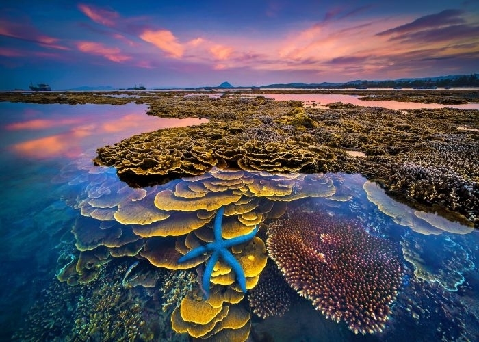 Hòn đảo xinh đẹp ở Phú Yên - nơi thỏa sức ngắm san hô mà không cần lặn biển - Ảnh 4.