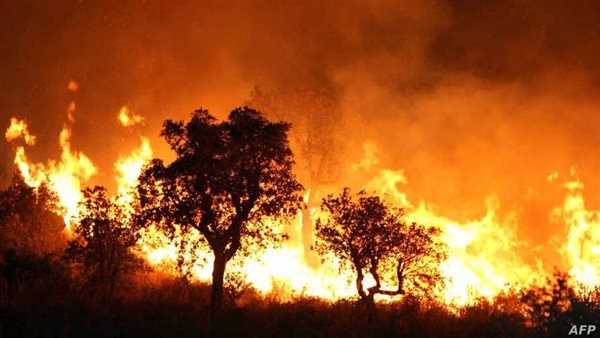 Cháy rừng bùng phát dữ dội tại Algeria, hơn 40 người thiệt mạng - Ảnh 1.