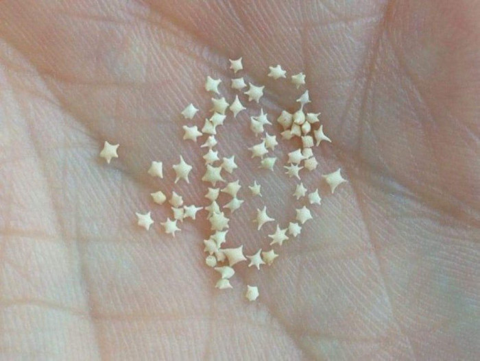 Bãi biển đầy cát hình ngôi sao duy nhất trên thế giới - Ảnh 2.