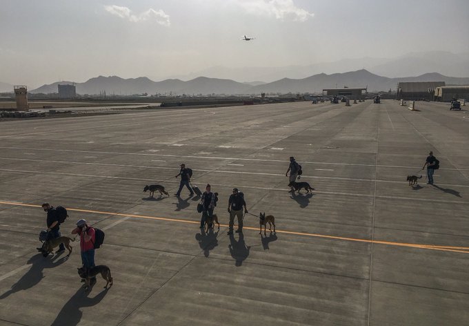 Quân đội Mỹ bị chỉ trích vì ưu tiên sơ tán chó nghiệp vụ khỏi Afghanistan - Ảnh 1.