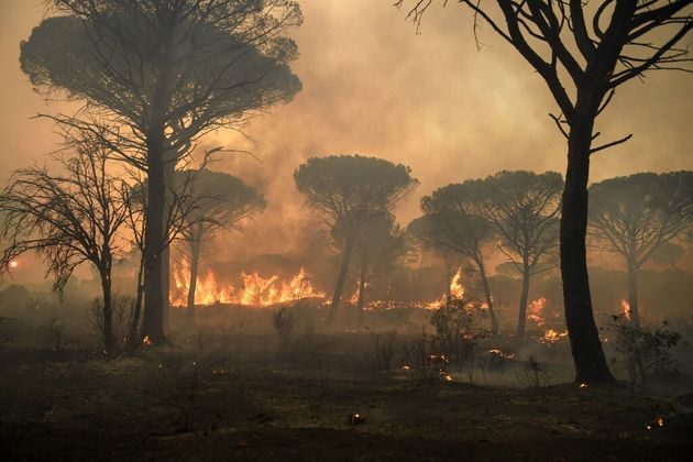 Pháp: Cháy rừng nghiêm trọng nhất trong 20 năm có nguy cơ lan rộng - Ảnh 1.