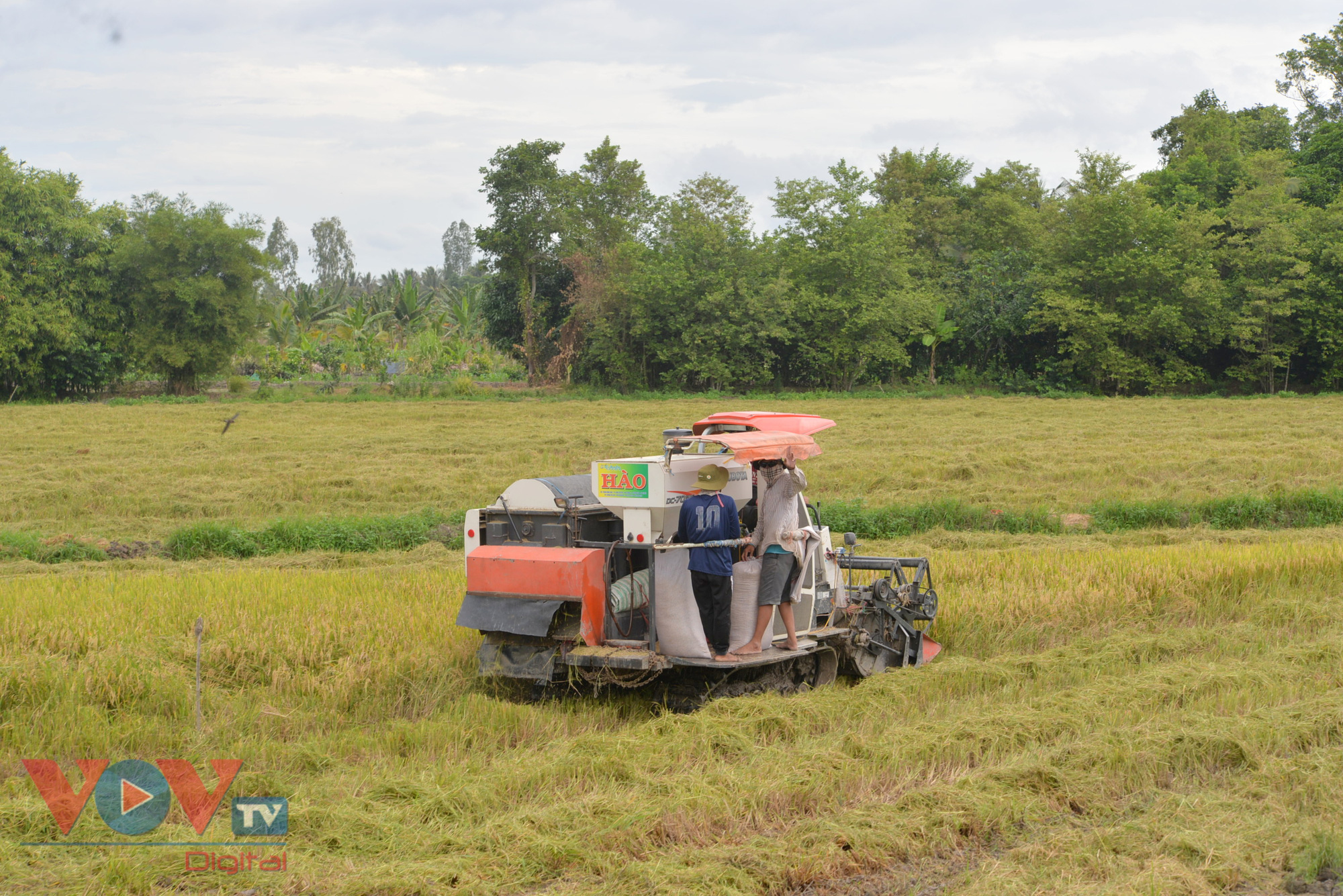 Vừa vật lộn phòng chống dịch, vựa lúa miền Tây khó khăn tìm giải pháp tiêu thụ lúa gạo - Ảnh 2.
