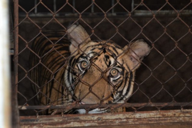 Bên trong hầm nuôi 17 con hổ ở Nghệ An - Ảnh 4.
