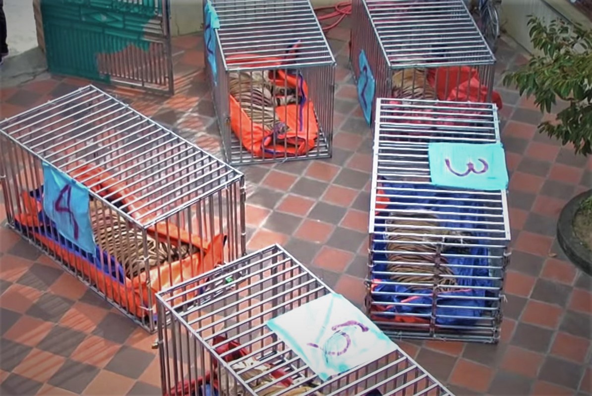 Bên trong hầm nuôi 17 con hổ ở Nghệ An - Ảnh 5.